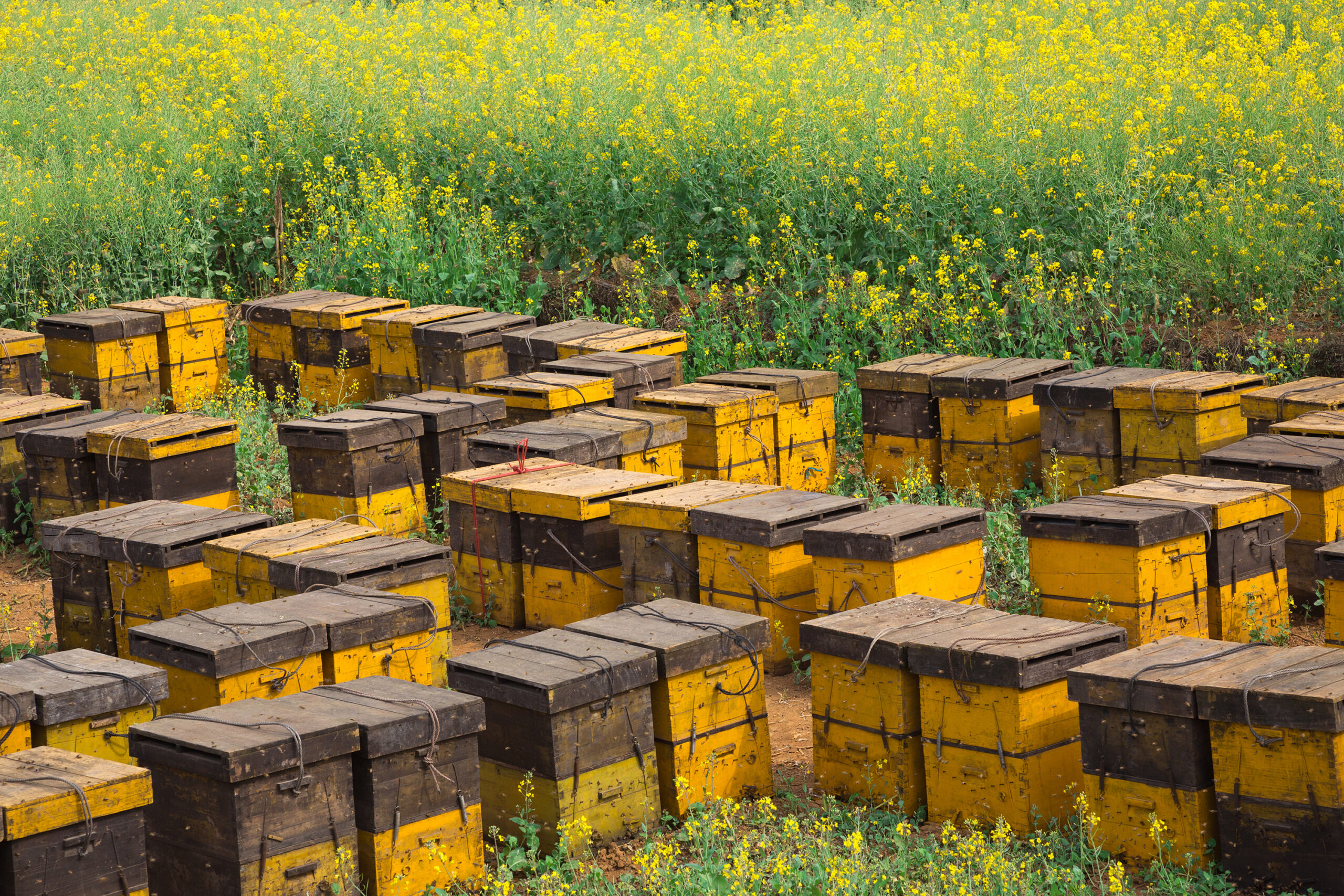 Bee nests in a flower garden.