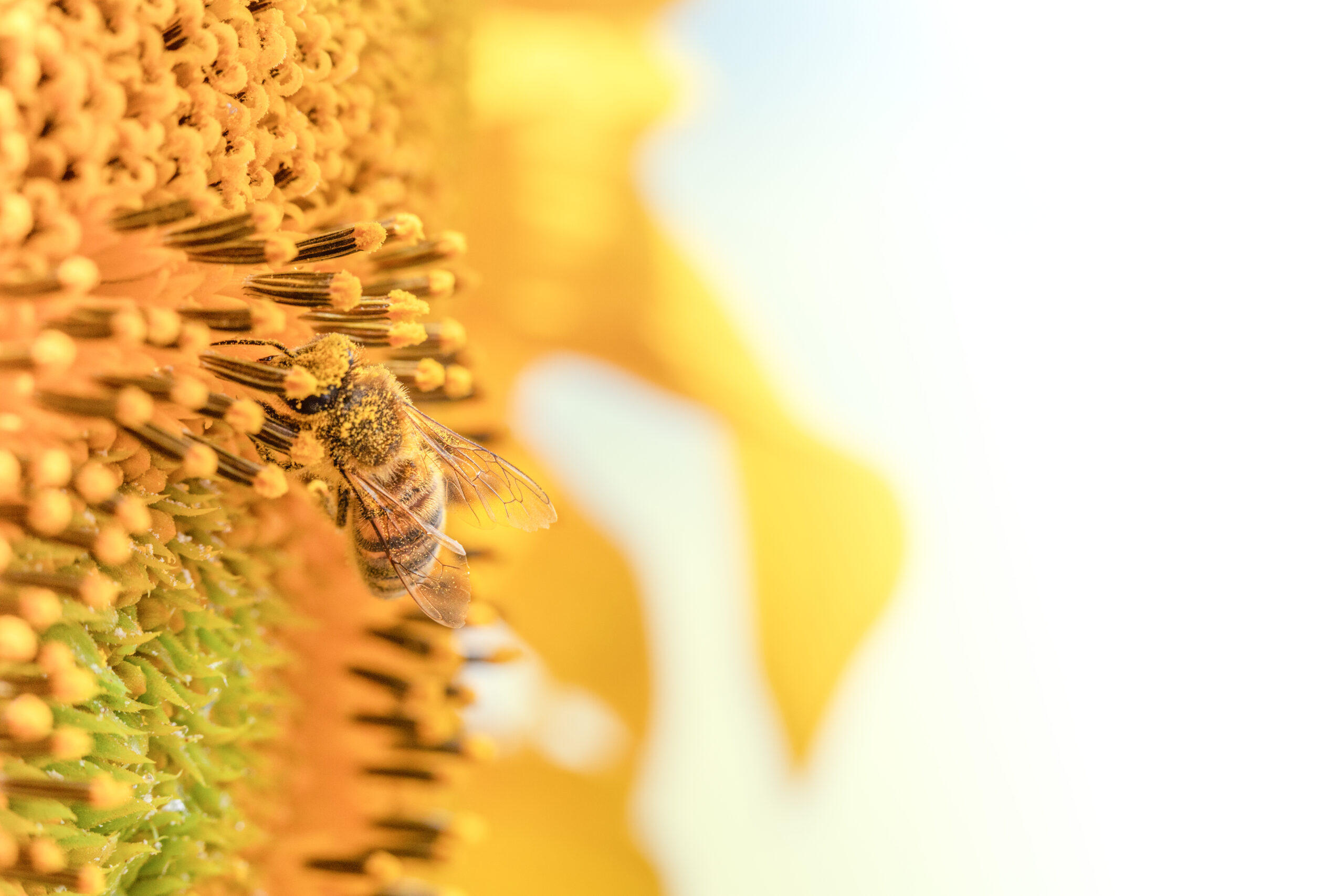 Bee on a sunflower flower. Selective focus. Macro Insect collects nectar and pollinates a flower.