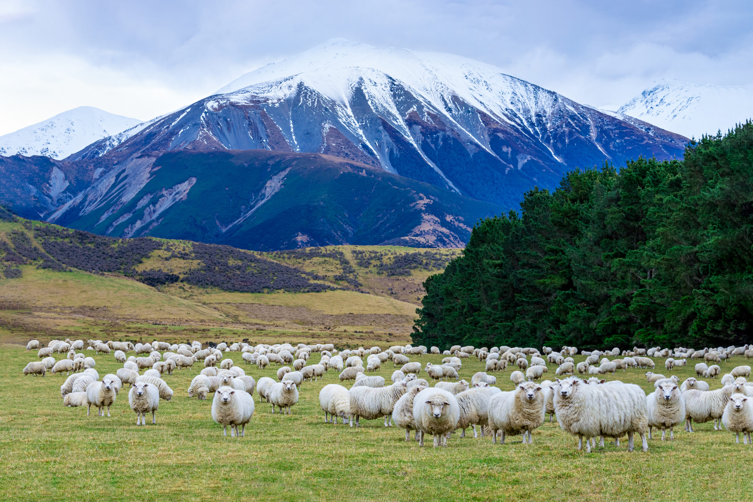 A flock of sheep and lambs with mountain background South Island New Zealand