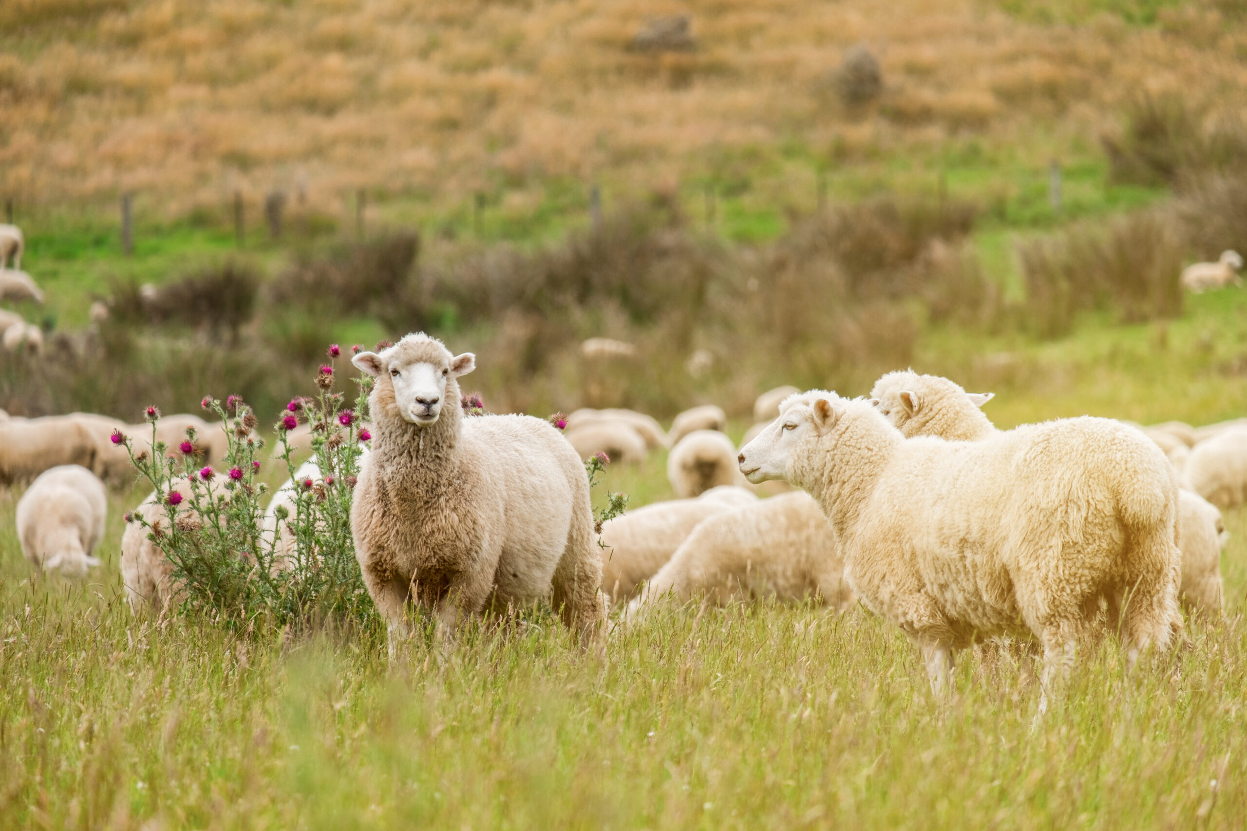 Flock of sheeps grazing in green farm in New Zealand with warm sunlight effect